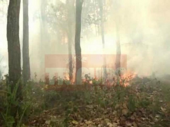 Fire engulfs Narendrapur Tea Garden Fire engulfs Narendrapur Tea Garden